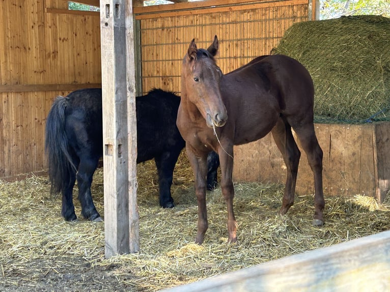American Quarter Horse Stallone Puledri (03/2025) 153 cm Sauro scuro in Steinebrunn
