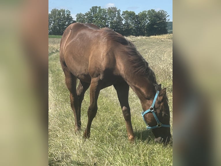 American Quarter Horse Stallone Puledri (03/2025) 153 cm Sauro scuro in Steinebrunn