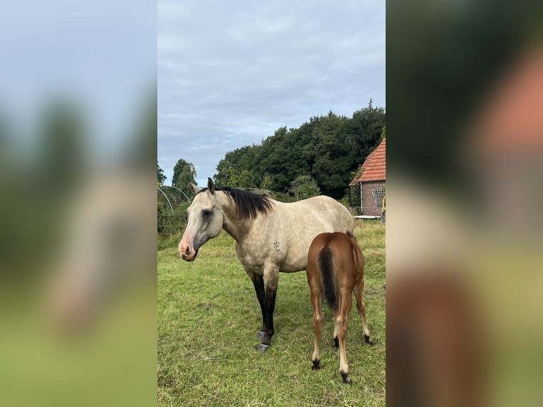 American Quarter Horse Stallone Puledri (06/2026) 154 cm Baio in Bad Zwischenahn