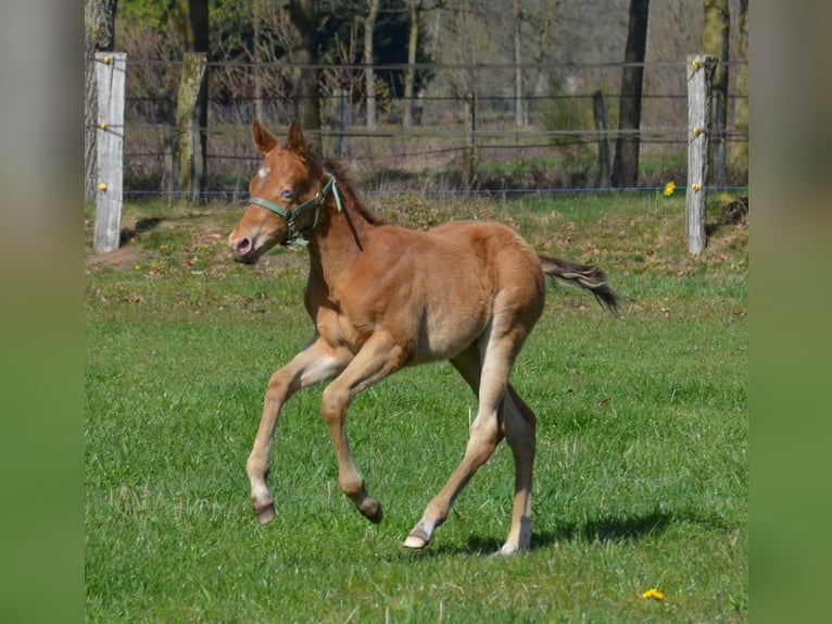 American Quarter Horse Stallone Puledri (03/2026) 154 cm Champagne in Nordhorn
