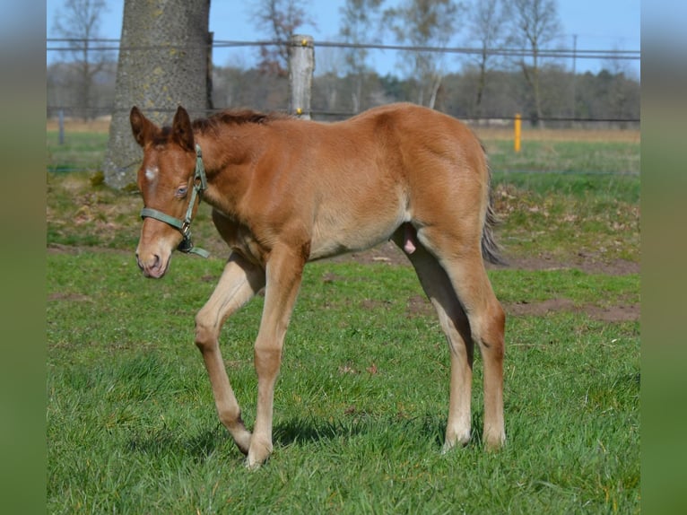 American Quarter Horse Stallone Puledri (03/2026) 154 cm Champagne in Nordhorn