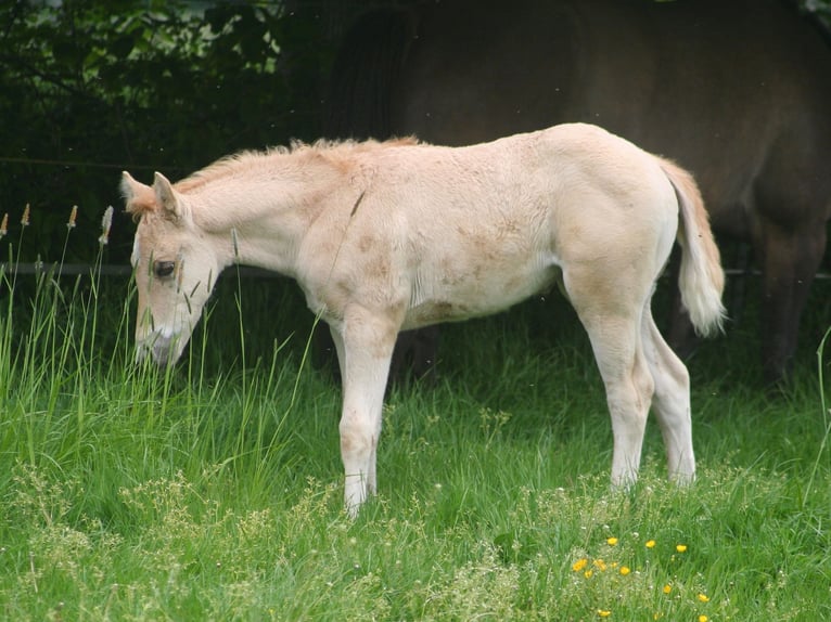 American Quarter Horse Stallone Puledri (03/2026) 154 cm Dunalino in Düsseldorf