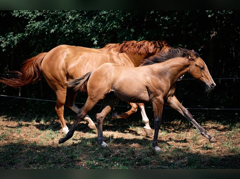 American Quarter Horse Stallone Puledri (04/2024) 154 cm Falbo in Ternitz