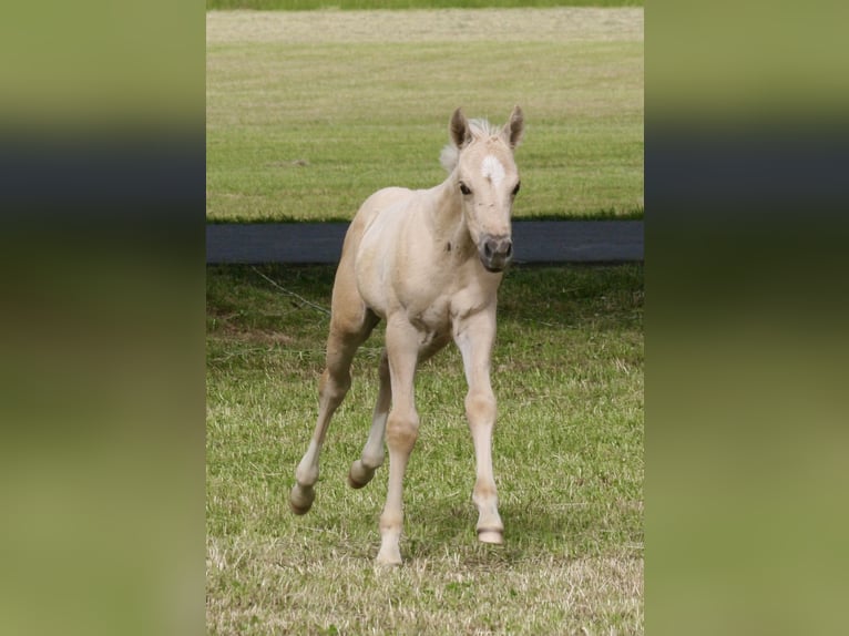 American Quarter Horse Stallone Puledri (05/2026) 154 cm Palomino in Neufra