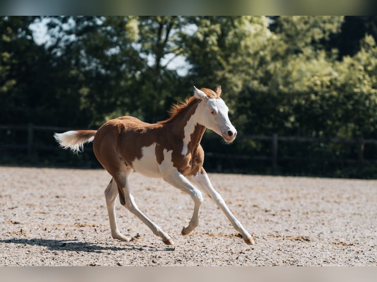 American Quarter Horse Stallone Puledri (02/2024) 154 cm Pezzato in Ottobeuren