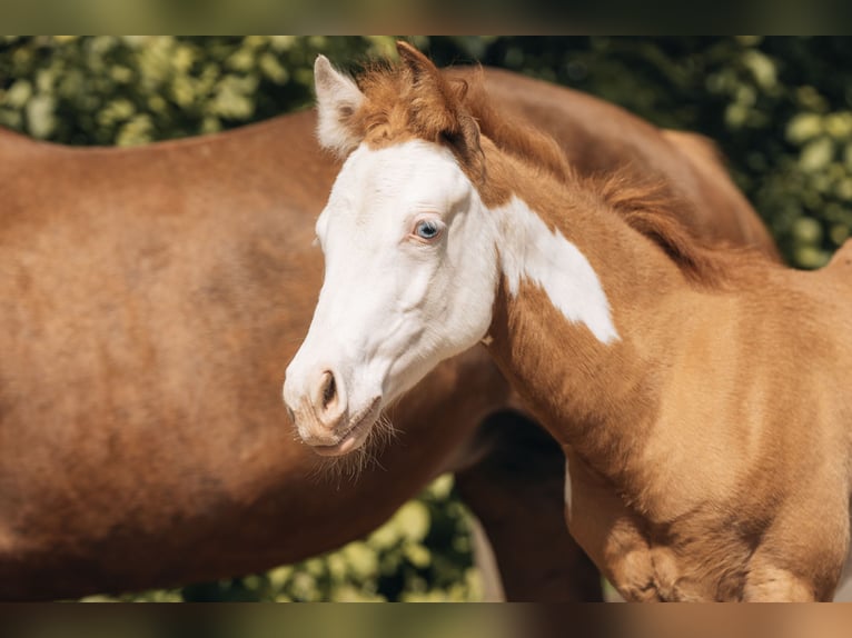 American Quarter Horse Stallone Puledri (02/2024) 154 cm Pezzato in Ottobeuren