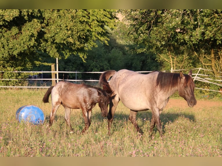 American Quarter Horse Stallone Puledri (04/2025) 154 cm Roano blu in Breitenbach
