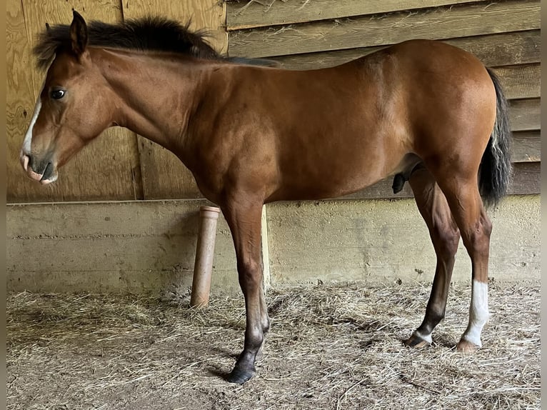 American Quarter Horse Stallone Puledri (04/2026) 155 cm Baio in Adenau