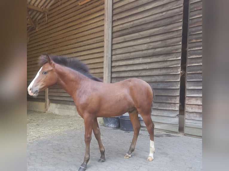 American Quarter Horse Stallone Puledri (04/2026) 155 cm Baio in Adenau