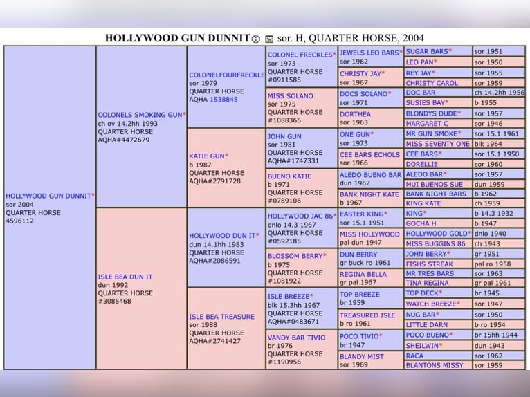 American Quarter Horse Stallone  155 cm Baio in Mannheim