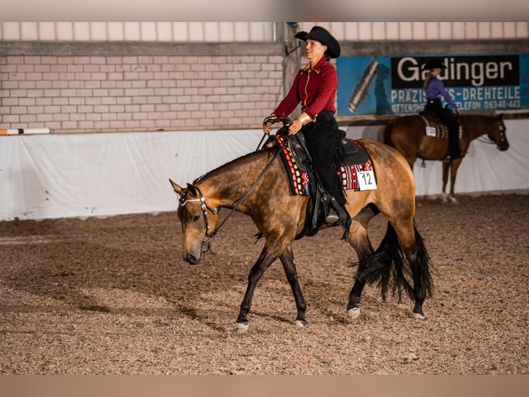 American Quarter Horse Stallone Puledri (04/2026) 155 cm Baio scuro in Rosenfeld