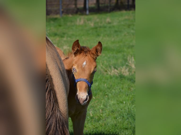 American Quarter Horse Stallone Puledri (02/2026) 155 cm Champagne in Nordhorn