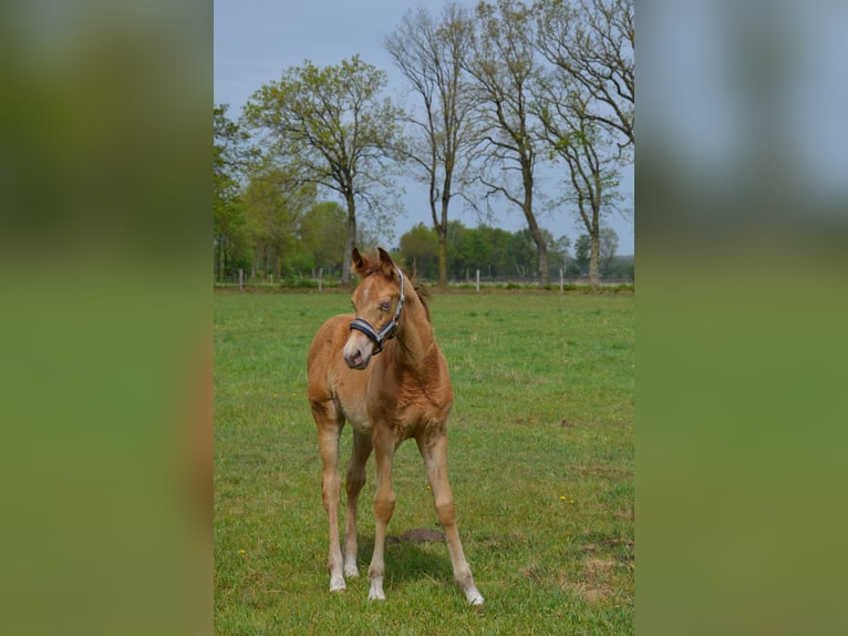 American Quarter Horse Stallone Puledri (02/2026) 155 cm Champagne in Nordhorn