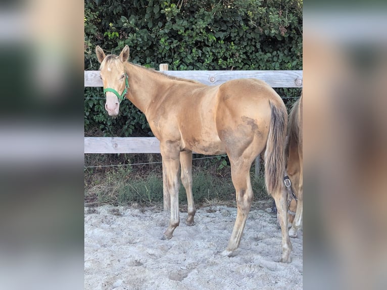 American Quarter Horse Stallone Puledri (02/2026) 155 cm Champagne in Uplengen