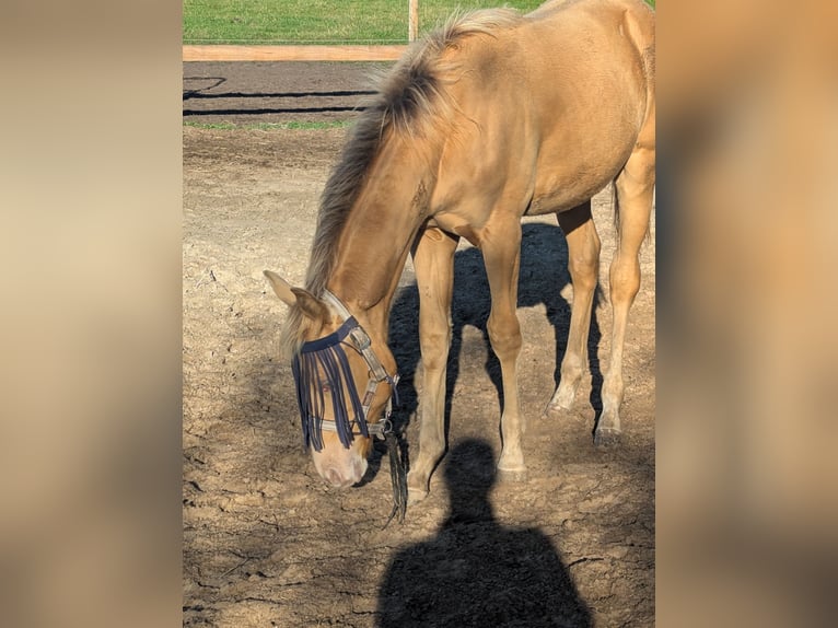 American Quarter Horse Stallone Puledri (02/2026) 155 cm Champagne in Uplengen