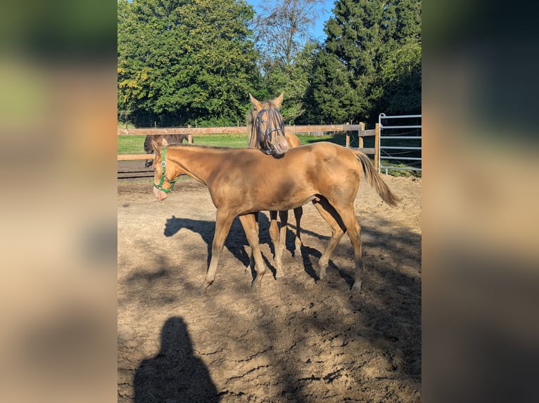 American Quarter Horse Stallone Puledri (02/2026) 155 cm Champagne in Uplengen