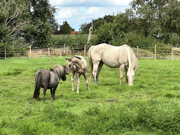 American Quarter Horse Stallone Puledri (05/2025) 155 cm Pelle di daino in Detern American Quarter Horse Stallone Puledri (05/2025) 155 cm Pelle di daino in Detern