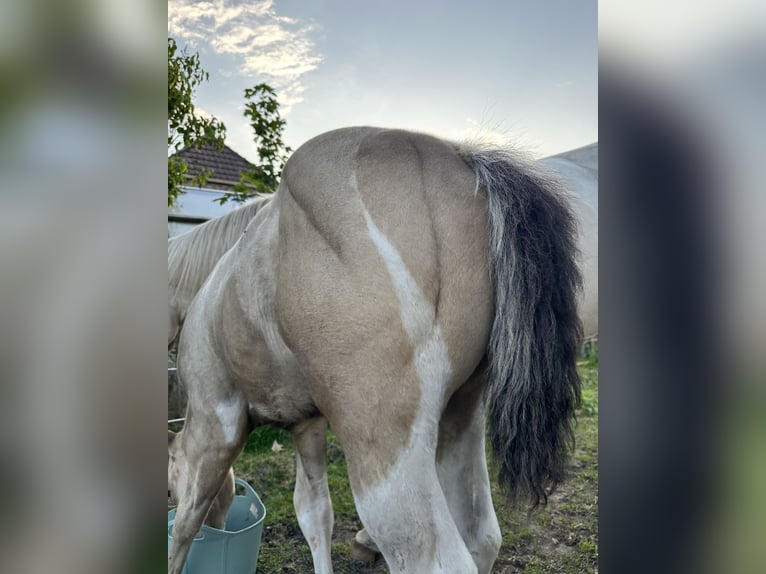 American Quarter Horse Stallone Puledri (05/2025) 155 cm Pelle di daino in Detern American Quarter Horse Stallone Puledri (05/2025) 155 cm Pelle di daino in Detern