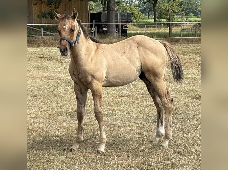 American Quarter Horse Stallone Puledri (05/2026) 155 cm Pelle di daino in Verden (Aller)