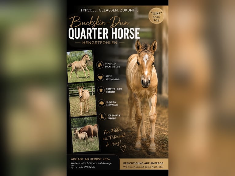 American Quarter Horse Stallone Puledri (05/2026) 155 cm Pelle di daino in Verden (Aller)