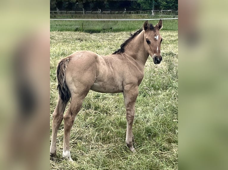 American Quarter Horse Stallone Puledri (05/2026) 155 cm Pelle di daino in Verden (Aller)