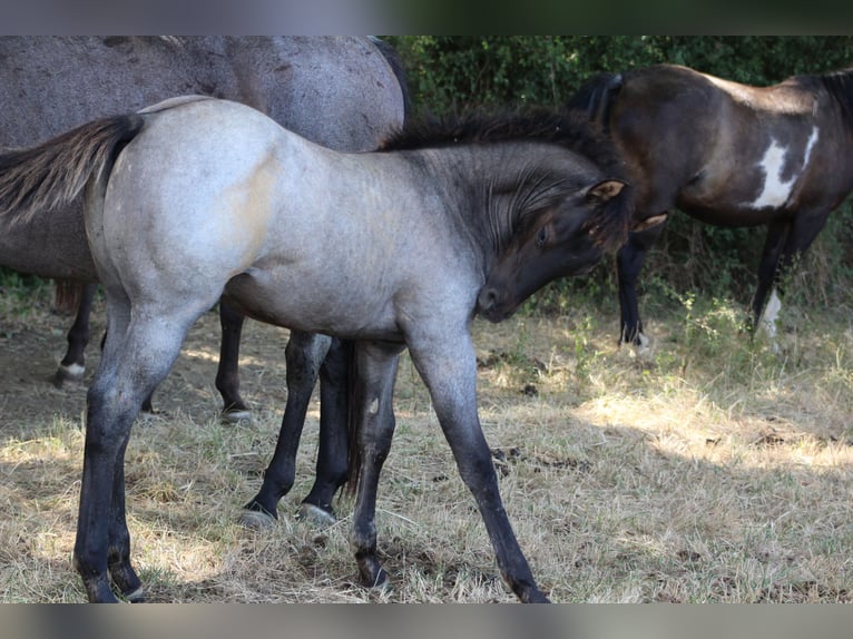 American Quarter Horse Stallone Puledri (04/2026) 155 cm Roano blu in Soulgé-sur-Ouette