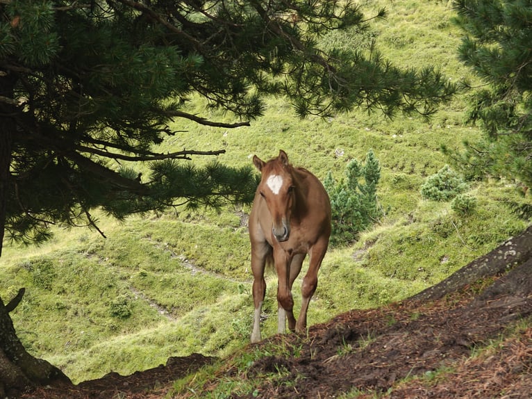 American Quarter Horse Mix Stallone Puledri (04/2025) 155 cm Sauro in Tarrenz