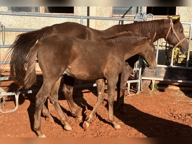 American Quarter Horse Stallone Puledri (05/2025) 155 cm Sauro scuro in Gemmingen