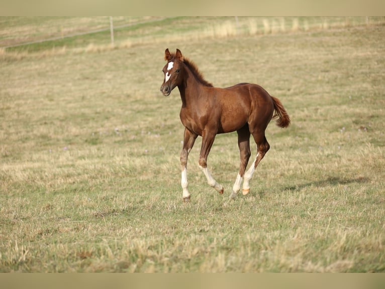 American Quarter Horse Stallone Puledri (05/2026) 155 cm Sauro scuro in Baumholder