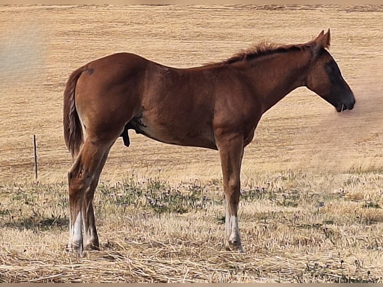 American Quarter Horse Stallone Puledri (05/2026) 155 cm Sauro scuro in Baumholder