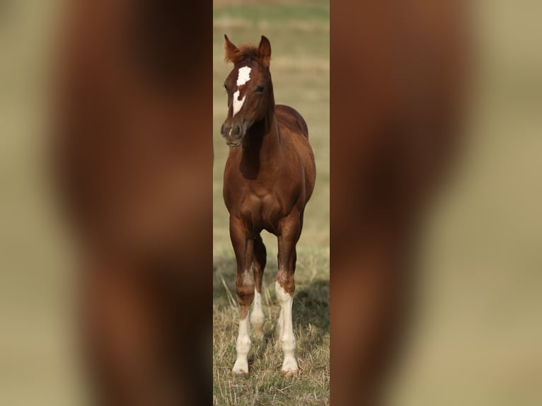 American Quarter Horse Stallone Puledri (05/2026) 155 cm Sauro scuro in Baumholder