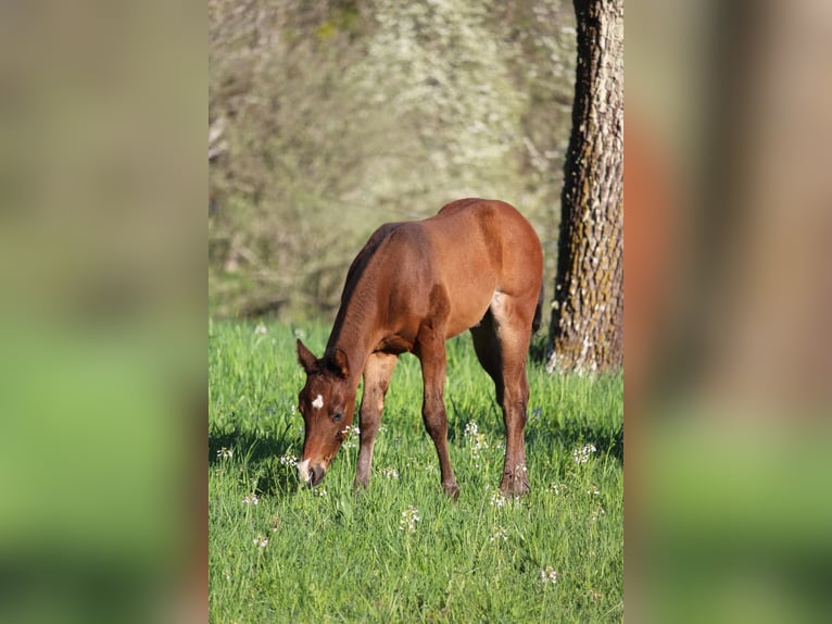 American Quarter Horse Stallone Puledri (03/2026) 158 cm Baio in Rosenfeld