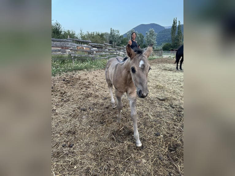 American Quarter Horse Stallone Puledri (07/2026) 158 cm Grullo in Opi