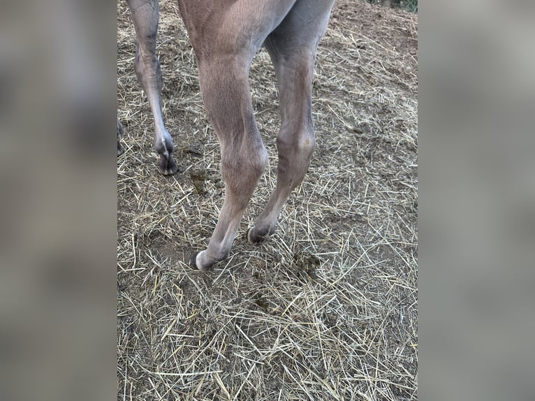American Quarter Horse Stallone Puledri (07/2026) 158 cm Grullo in Opi