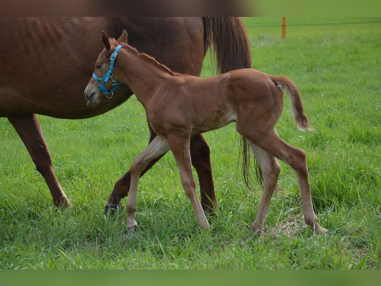 American Quarter Horse Stallone Puledri (04/2026) 158 cm Sauro in Nordhorn
