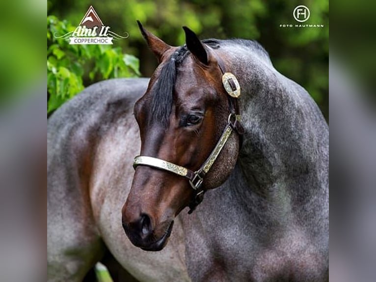 American Quarter Horse Stallone Puledri
 (04/2024) 160 cm Baio roano in Mittenwalde