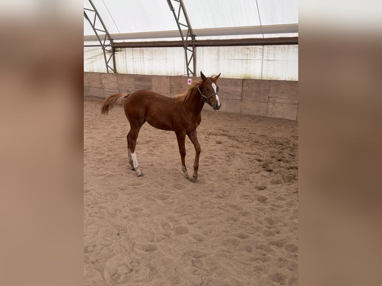 American Quarter Horse Stallone Puledri (03/2025) 160 cm Sauro in Kirchendemenreuth