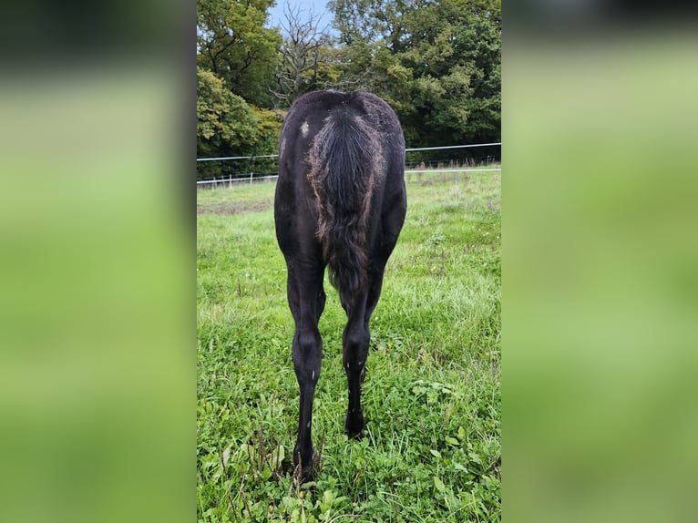 American Quarter Horse Stallone Puledri (06/2025) 162 cm Morello in Luxemburg