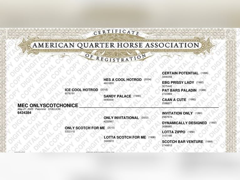American Quarter Horse Stallone Puledri (05/2025) 163 cm Palomino in Rheine