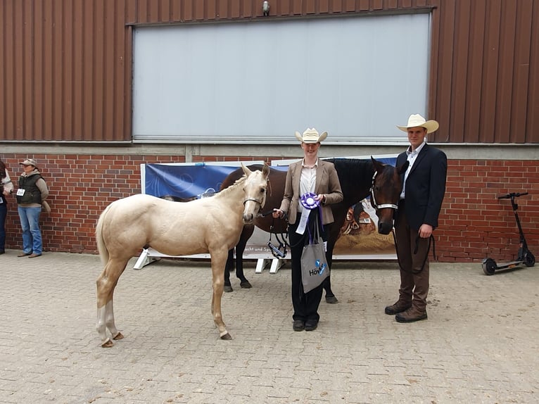 American Quarter Horse Stallone Puledri (05/2025) 163 cm Palomino in Rheine American Quarter Horse Stallone Puledri (05/2025) 163 cm Palomino in Rheine