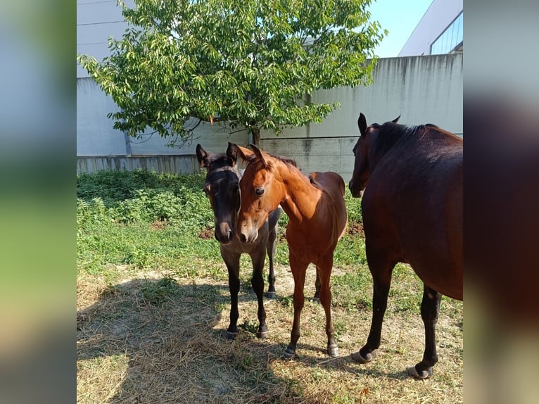 American Quarter Horse Stallone Puledri (04/2025) Baio in Martellago