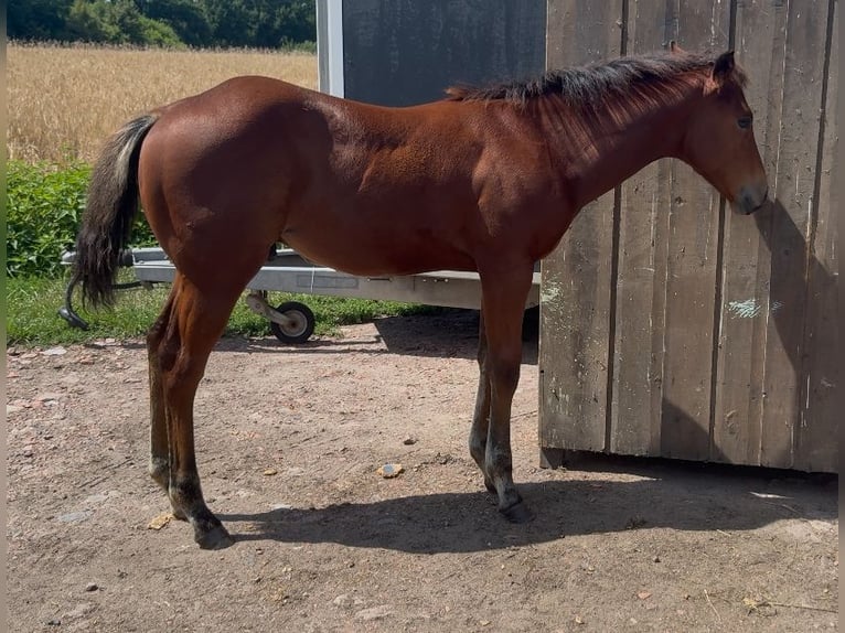 American Quarter Horse Stallone Puledri (04/2025) Baio ciliegia in Zabrze