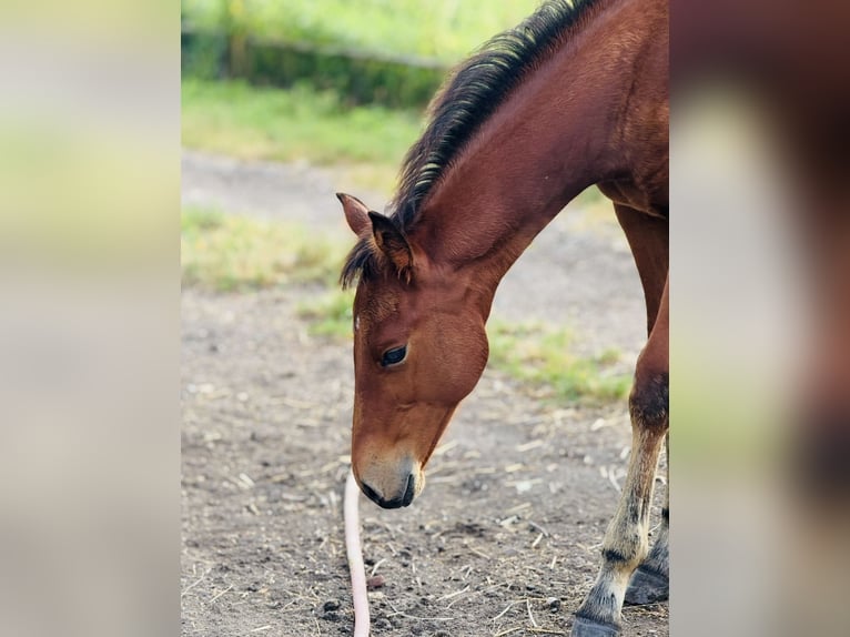 American Quarter Horse Stallone Puledri (04/2025) Baio ciliegia in Zabrze