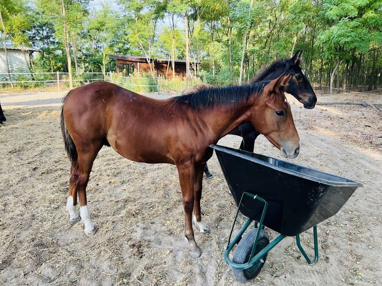 American Quarter Horse Stallone Puledri (02/2025) Baio ciliegia in Tabdi