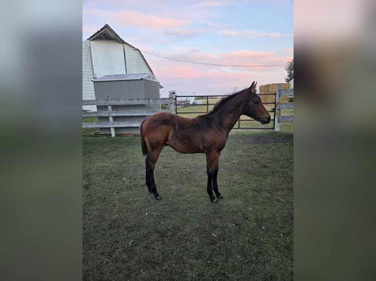 American Quarter Horse Stallone Puledri (06/2026) Baio ciliegia in Red Deer County