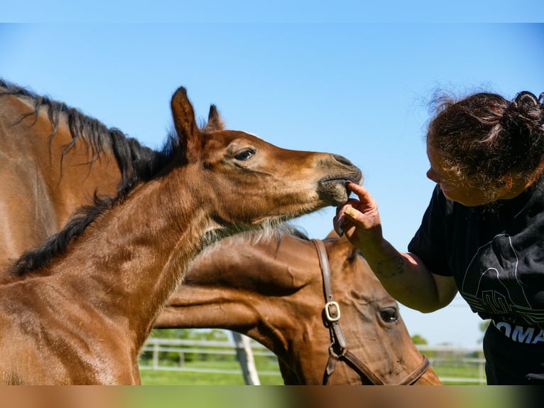 American Quarter Horse Stallone  Baio in Friedeburg