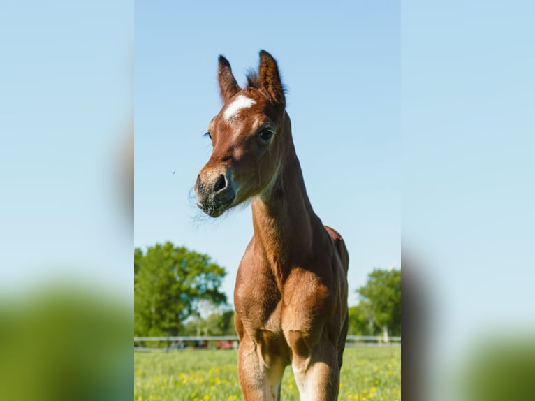 American Quarter Horse Stallone  Baio in Friedeburg