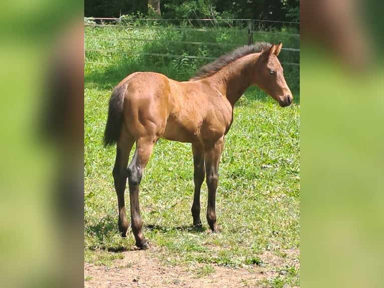 American Quarter Horse Stallone Puledri (04/2026) Baio in Gerabronn