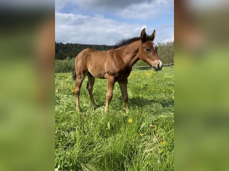 American Quarter Horse Stallone Puledri (04/2026) Baio in Althengstett