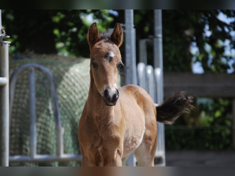 American Quarter Horse Stallone Puledri (04/2026) Baio in Illerkirchberg